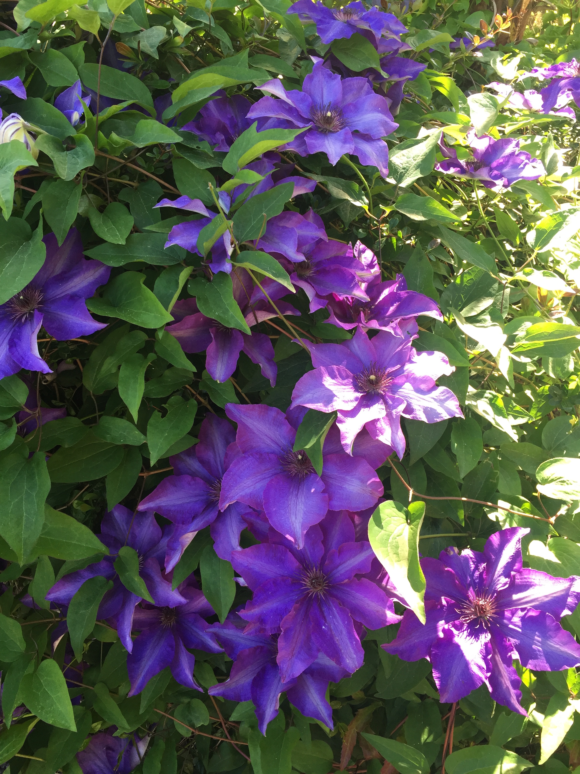Clematis flowers 