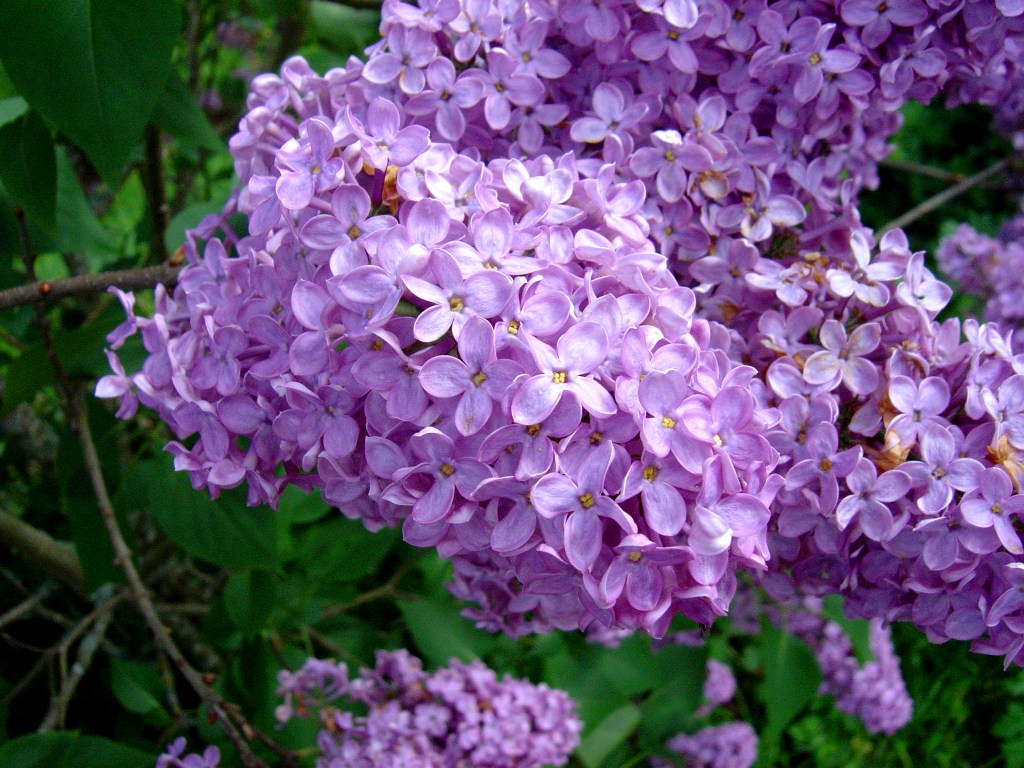 Lilacs stock 