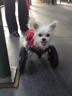 lexi-on-wheels